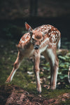 Bambi